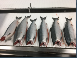 Alaskan wilde salmon taw product